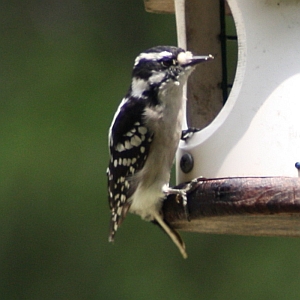 Female Downy Woodpecker in North Carolina