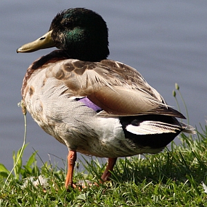 Male Mallard Duck - Charlotte NC