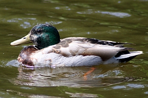 Male Mallard Duck - Charlotte NC