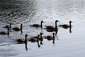 Geese Swimming in formation