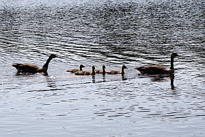 Goose Family