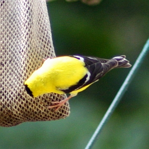 Goldfinch at Squirrel Lake Park