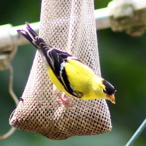 American Goldfinch Male