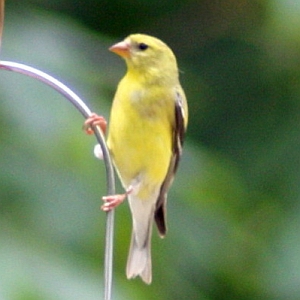 American Goldfinch Female