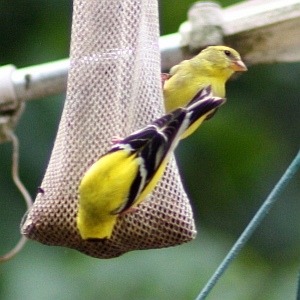 Male and Female Goldfinch at feeder
