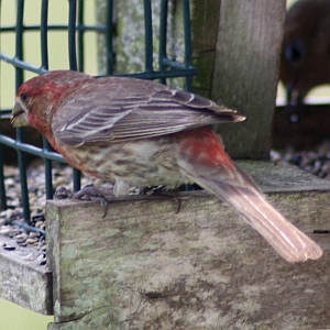 Male House Finch in Feeder