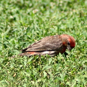 Male House Finch at McAlpine Greenway