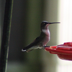 Ruby-throated Hummingbird perched on feeder