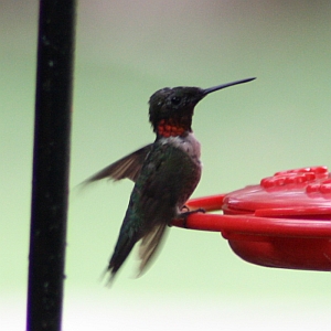 Male Ruby-throated Hummingbird