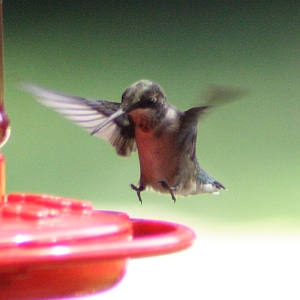 Hummingbird landing on feeder