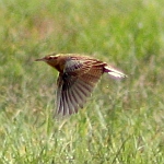 Eastern Meadowlark in North Carolina