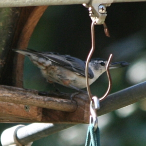 White-breasted Nuthatch - Matthews, NC