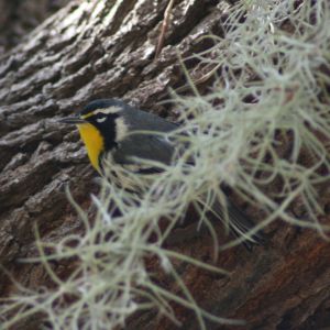 Yellow-throated Warbler at Anderson Park Tarpon Springs Florida