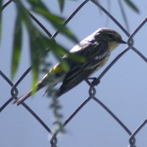 Yellow-rumped Warbler in Port Richey Florida
