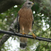 Red-shouldered Hawk - Tarpon Springs Florida