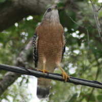 Red-shouldered Hawk - Tarpon Springs Florida