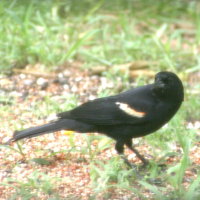 Redwing Blackbird on Ground