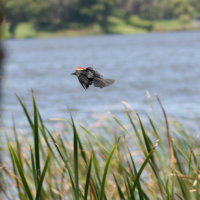 Redwing Blackbird in Flight