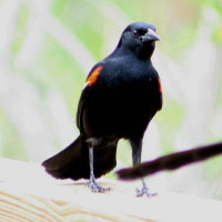 Redwing Blackbird Standing on Railing