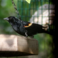 Redwing Blackbird in Feeder