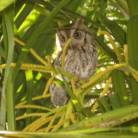 Screech Owl in Areka Palm