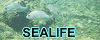 Florida Sealife