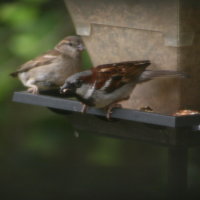 Sparrows