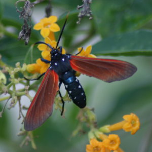 Spotted Oleander Catepillar Moth