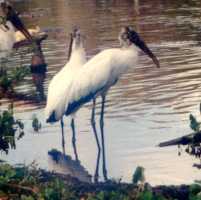 Wood Storks