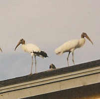 Storks Perched on Roof