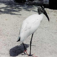 Stork at Suncoast Seabird Sanctuary