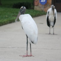 Storks near New Port Richey