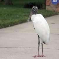 Stork in driveway New Port Richey Florida