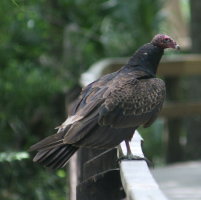 Turkey Vulture in Tarpon Springs