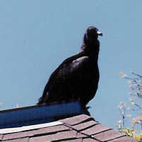 Vulture Perched on Roof