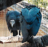 Pair of Vultures