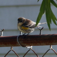 Yellow Rumped Warbler on Fence