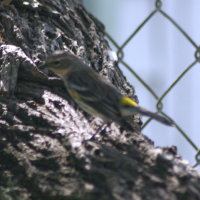 Yellow Rumped Warbler on Bottle Brush Tree