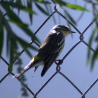 Yellow Rumped Warbler on Fence