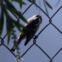 Yellow Rumped Warbler on Fence