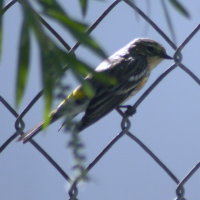 Yellow Rumped Warbler on Fence