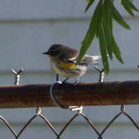 Yellow Rumped Warbler on Fence