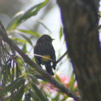 Yellow Rumped Warbler in Bottle Brush Tree