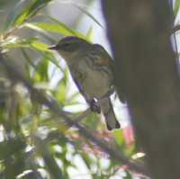 Yellow Rumped Warbler in Bottle Brush Tree