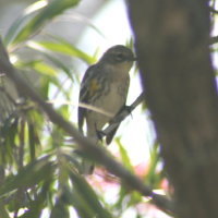 Yellow Rumped Warbler in Bottle Brush Tree