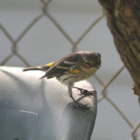 Yellow Rumped Warbler on Lawn Chair