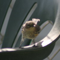 Yellow Rumped Warbler on Lawn Chair