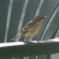 Yellow Rumped Warbler on Lawn Chair