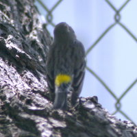 Yellow Rumped Warbler Rear View